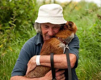 老人為狐狸治傷，日久生情，狐狸報恩，終身照顧老人