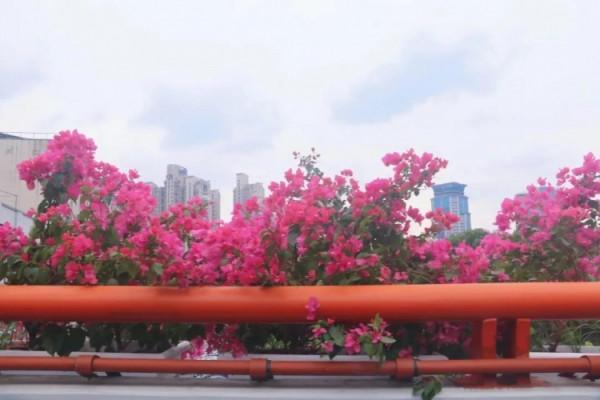 進博會開幕在即!綻放在道路、主題景點、花壇花境的限定美景來了→ 進博會開幕在即!綻放在道路、主題景點、花壇花境的限定美景來了→