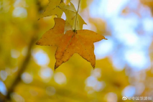 北京香山公園：漫山彩葉惹人醉