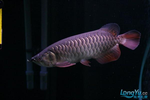 「全紀錄」金龍魚從高背到寶石到高背到B過,最終成為過背金龍魚 「全紀錄」金龍魚從高背到寶石到高背到B過,最終成為過背金龍魚