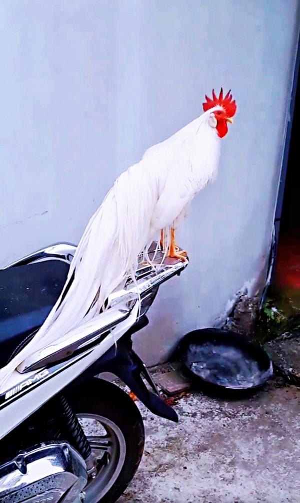 長著最長尾巴的雞，你見過嗎？