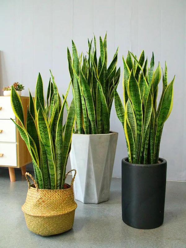 寓意吉祥的“4種花”，建議家裡養一盆，好養還利於健康