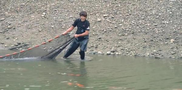 日本人有多痴迷錦鯉?一條錦鯉能賣1300萬,幾代人花心血培養 日本人有多痴迷錦鯉?一條錦鯉能賣1300萬,幾代人花心血培養