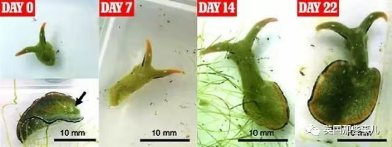 離家出走的斷肢，還能再找回來嗎？