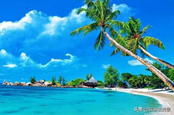 分享圖片&mdash;海邊最美的椰子樹