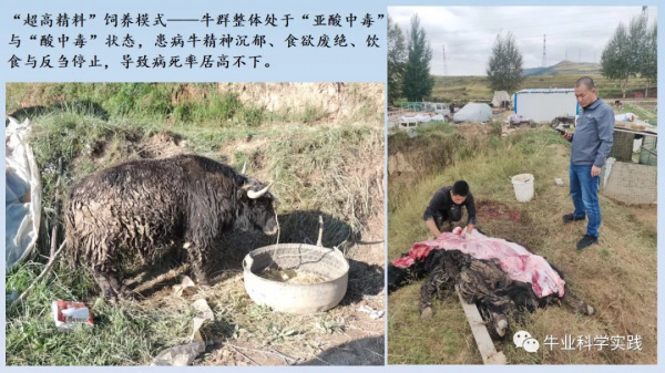 世界舍飼養牛業的致命殺手——組胺與內毒素