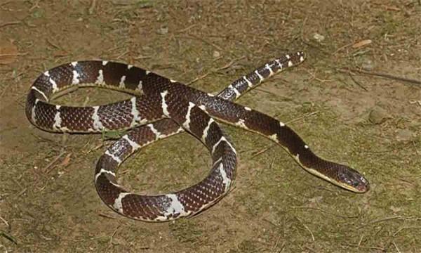 以白素貞命名毒蛇是誰？除了它，我國還有著哪些罕見的毒蛇呢？