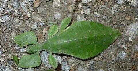 動物界的偽裝大師 動物界的偽裝大師