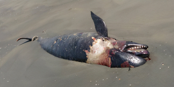 500斤偽虎鯨在江蘇連雲港擱淺!頭部傷痕明顯,什麼是偽虎鯨? 500斤偽虎鯨在江蘇連雲港擱淺!頭部傷痕明顯,什麼是偽虎鯨?