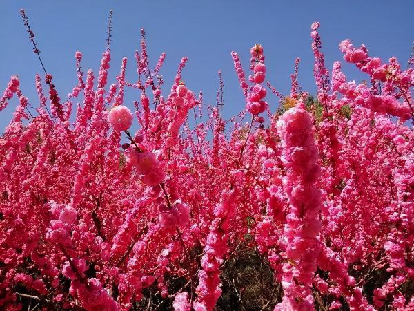 春暖花開賞花時，教你辨識這幾種相似的花，別再被朋友說不懂花了