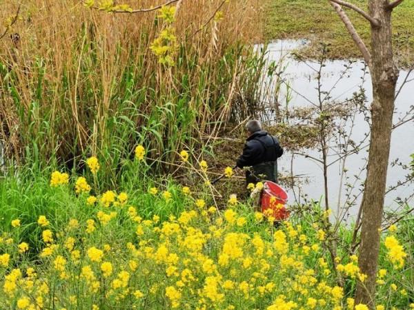 黃花錦簇白馬湖