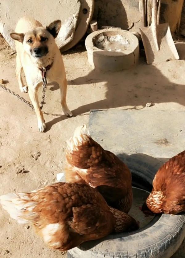 張家灣李敏的女兒 李雪要出嫁了 我們去添香祝賀