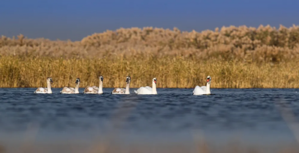 《鄂爾多斯鳥類》鳥種選登-疣鼻天鵝 《鄂爾多斯鳥類》鳥種選登-疣鼻天鵝