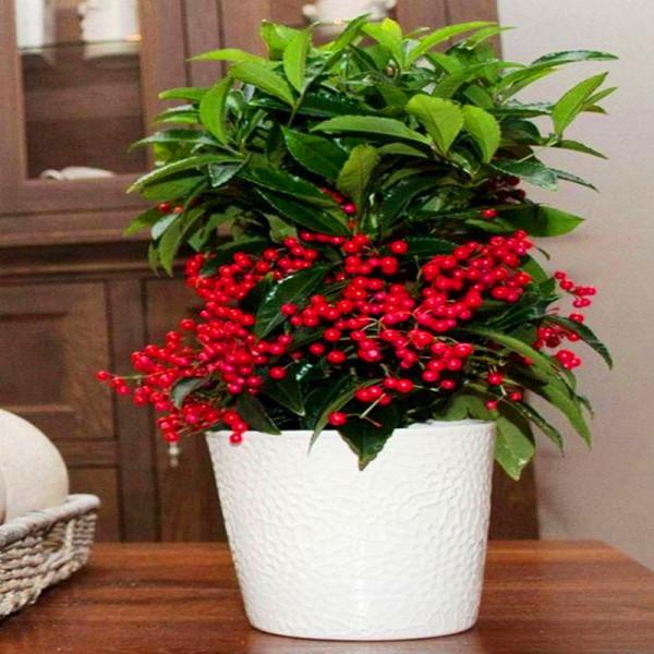 五種“旺宅花”，適合養客廳，一種比一種好養，一個比一個好看