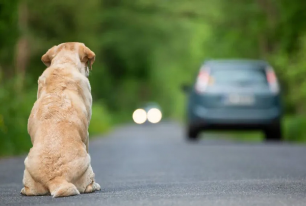 法國《反虐待動物法》出臺!我們的立法還會遠嗎? 法國《反虐待動物法》出臺!我們的立法還會遠嗎?
