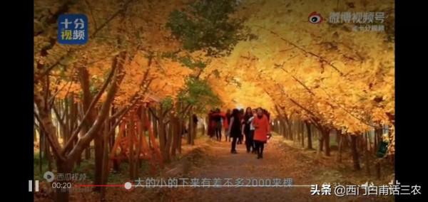 山西農民25年前栽種2000棵銀杏，25年後，天上掉下個“聚寶盆”