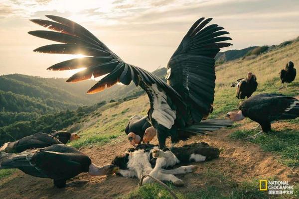 北美最大的鳥，竟然不需要“男的”了？