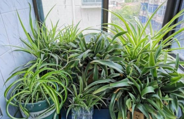 養花想根系好，配土&OpenCurlyDoubleQuote;顆粒&rdquo;不能少，這4種隨處可見，而且不花錢