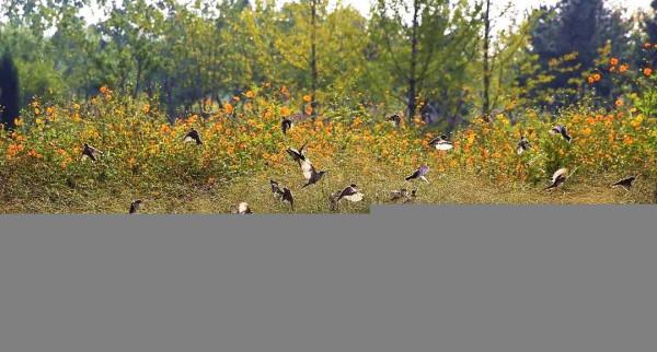 看！“鳥中大熊貓”中華秋沙鴨、“魚鷹子”銀鷗、頂冠戴翎的蜂鷹……溫榆河公園生物多樣性別有洞天！