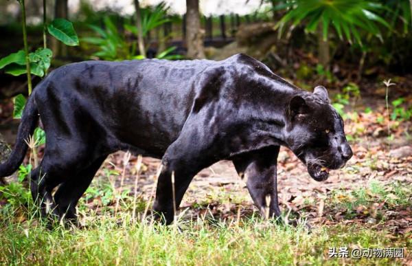 物種百科：黑豹