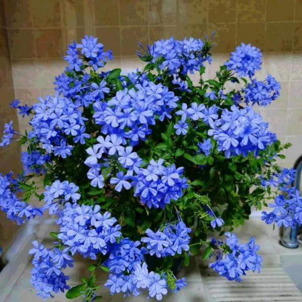 這4種花，秋天開的正旺，再冷也不怕