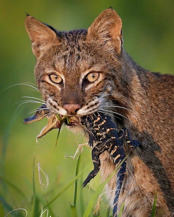 動物奇葩瞬間抓拍，真是無與倫比的美麗和奇異，讓人驚豔