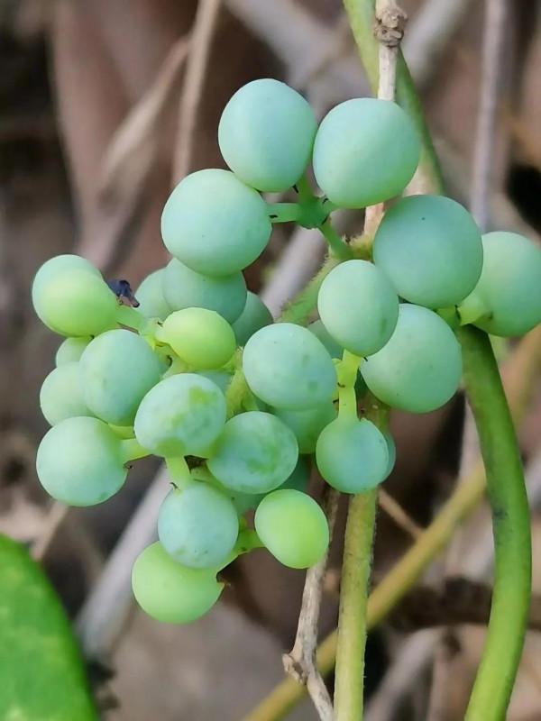 孤獨時與文字聊天