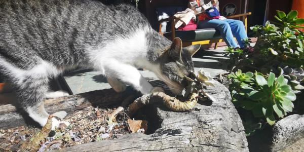 網紅“最美尼姑庵”寂照庵，我想潑你一點點冷水