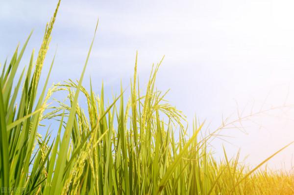 澳洲農業預計將實現第四年增長 聯邦鼓勵澳人填補勞動力短缺