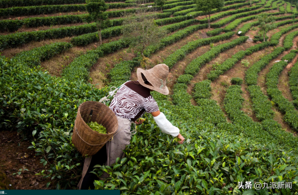 國家地理公佈“2022世界最佳旅遊勝地”，中國景邁山上榜