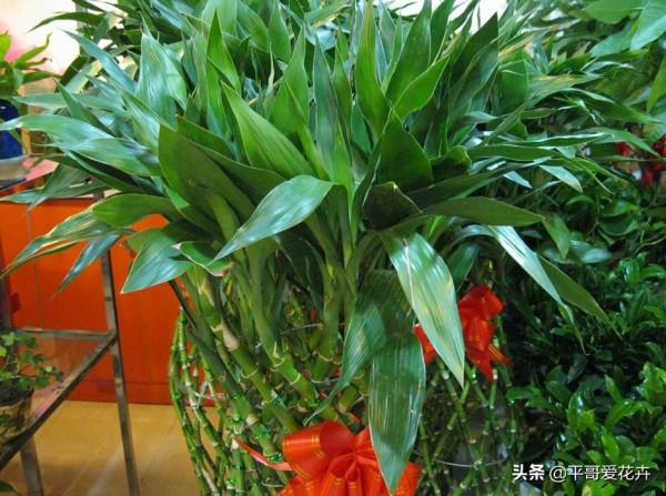 4種花很常見，冬天就怕“曬太陽”，一曬就“完蛋”，你做對了嗎