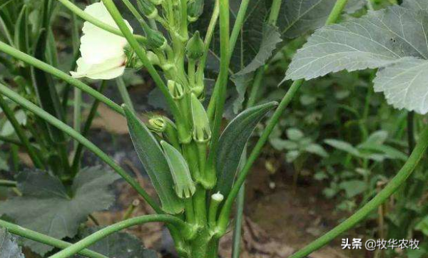 想靠種植賺錢，選擇以下三項，資金少的人也可以種植