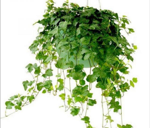 家裡陽光太少，可養7種喜陰花，沒有光照也能長好