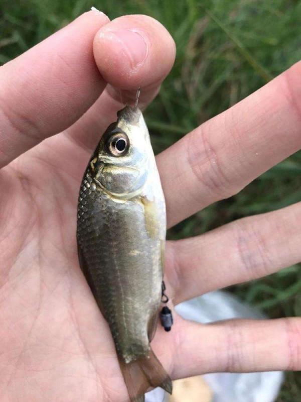 什麼時候吃透了釣魚的這幾個經驗體會，新手就能升級成老鳥了