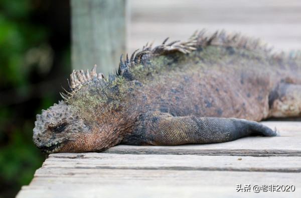 我拍的10種動物,你能認出一半就很厲害了 我拍的10種動物,你能認出一半就很厲害了