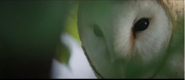 2010年,小夫妻買下1200畝荒地,只為一隻流浪狗,8年後年入千萬 2010年,小夫妻買下1200畝荒地,只為一隻流浪狗,8年後年入千萬