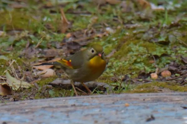 紅嘴相思雀：國家二級保護動物