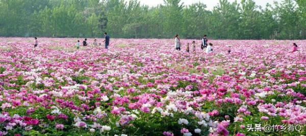 漂亮的芍藥花欣賞