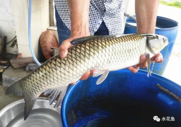 瘦身魚養殖現狀問題及關鍵技術：瘦身養殖是結果而不是養殖方式