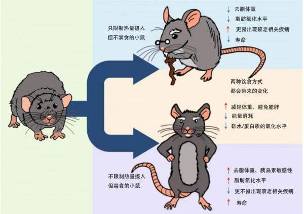 斷食可以延年益壽？科學實驗來證明：保健康、防衰老的方法