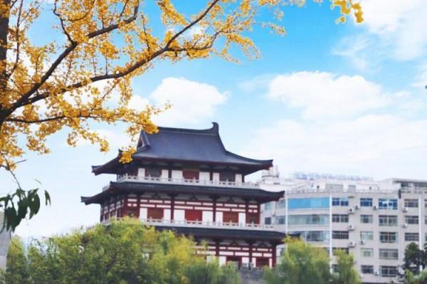 醉人的濱江銀杏公園