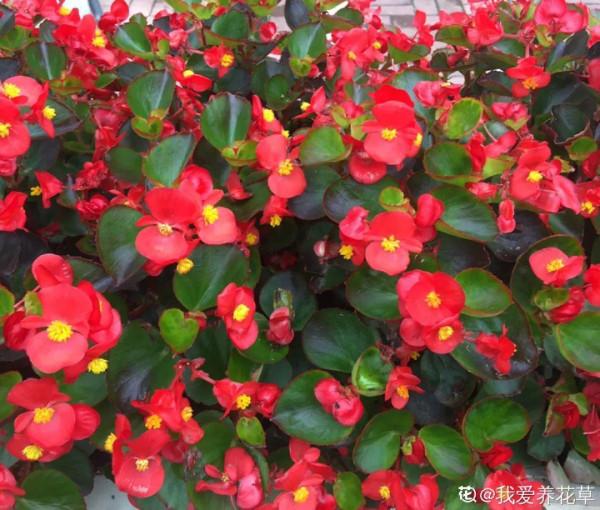 入秋一盆水，休眠的花“醒了”，猛長大花苞