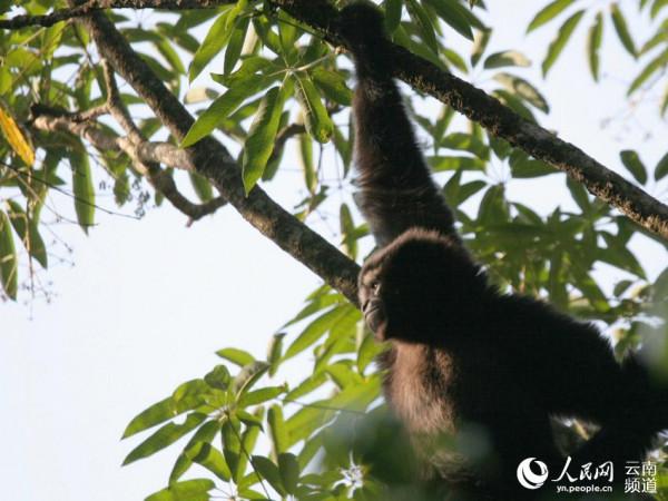 1到10歲的高黎貢白眉長臂猿長啥樣 看這裡 1到10歲的高黎貢白眉長臂猿長啥樣 看這裡