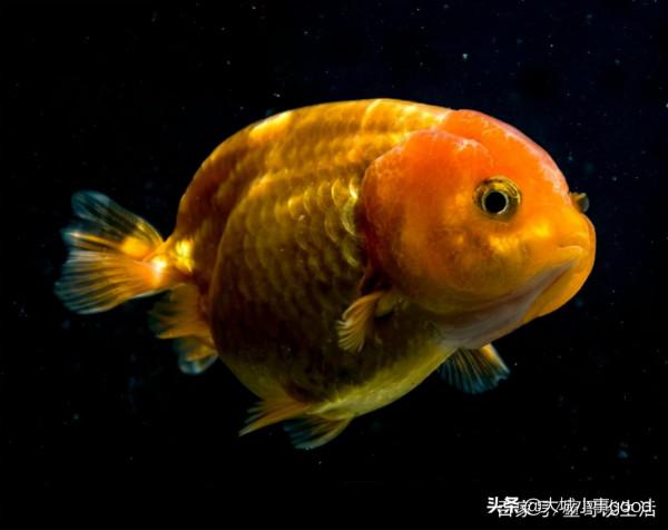 新手養魚的3個小技巧，分享給大家