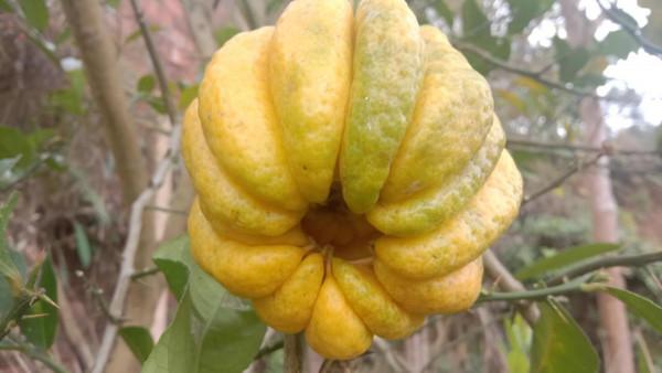 沒有果肉的佛手柑怎麼吃,用它泡水喝,促進消化,調節情緒 沒有果肉的佛手柑怎麼吃,用它泡水喝,促進消化,調節情緒