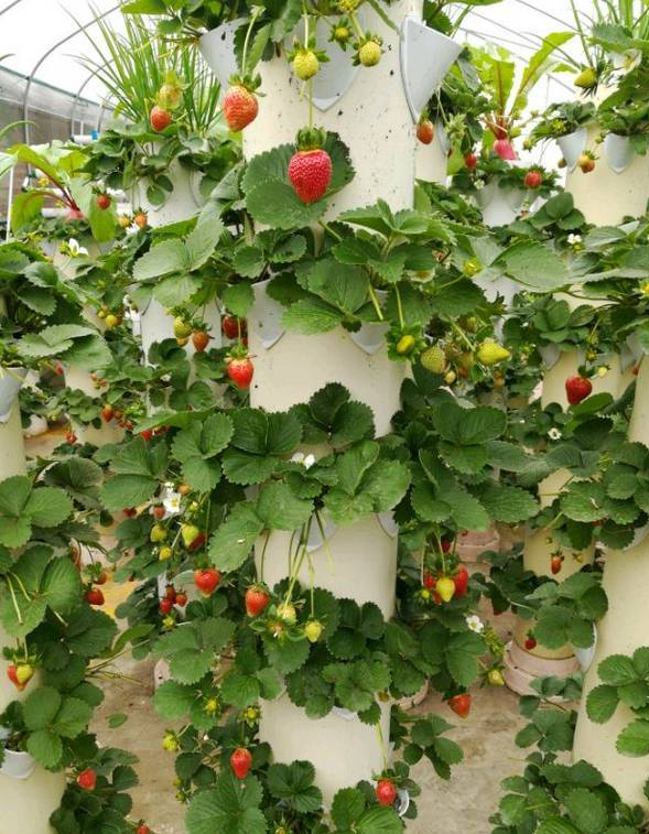 農村小夥1平米立一根PVC水管種花養菜,10天採摘夠吃一夏,啥樣子 農村小夥1平米立一根PVC水管種花養菜,10天採摘夠吃一夏,啥樣子