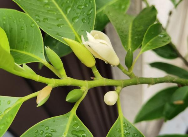 天熱施肥需小心,分清3點再施肥,輕鬆避免肥害損傷 天熱施肥需小心,分清3點再施肥,輕鬆避免肥害損傷