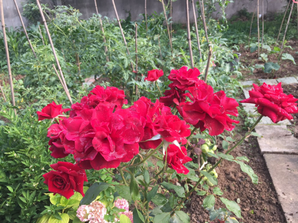 老話說“房前不栽樹,屋後不種花”,究竟是科學,還是迷信? 老話說“房前不栽樹,屋後不種花”,究竟是科學,還是迷信?