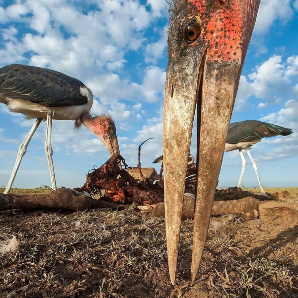 動物奇葩瞬間抓拍，真是無與倫比的美麗和奇異，讓人驚豔