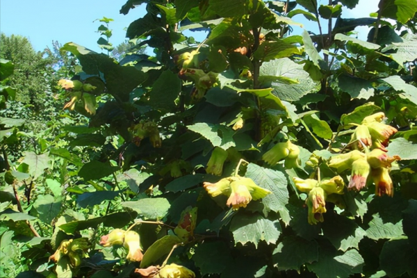 原產於我國的榛子，已有3000多年曆史，為什麼淪為了冷門堅果？